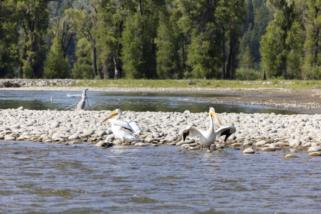 Two large white birds taking flight on the Snake River.